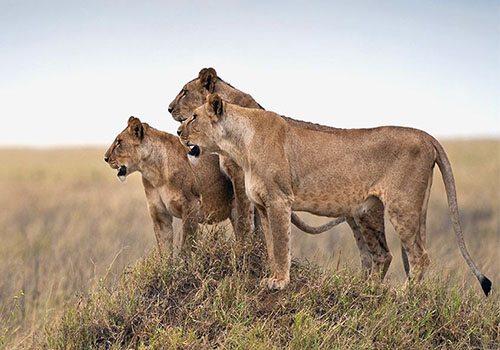 lion-serengeti