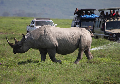 rino-ngorngoro